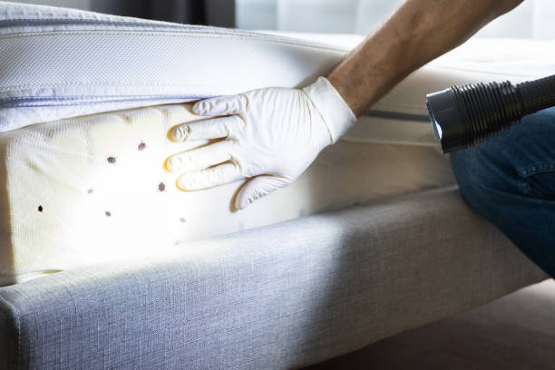 Best Bed Bug Extermination  in Andale, KS