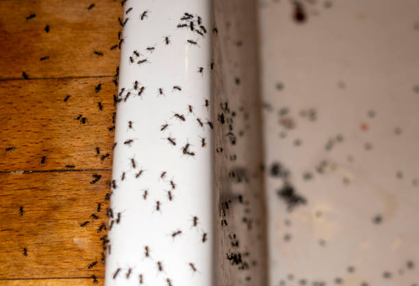 Best Emergency Pest Control  in Andale, KS