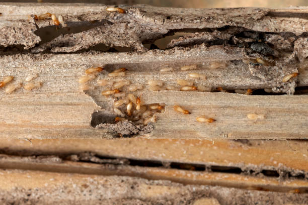 Best Insect Control  in Andale, KS